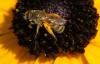 Seladonia sp.